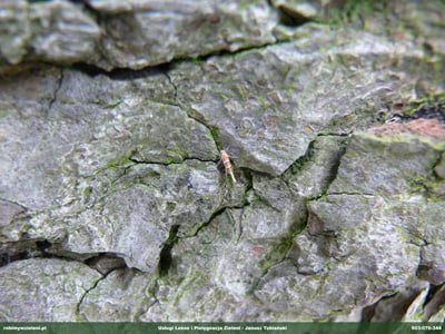 SZROTOWEK KASZTANOWCOWIACZEK MOTYL 